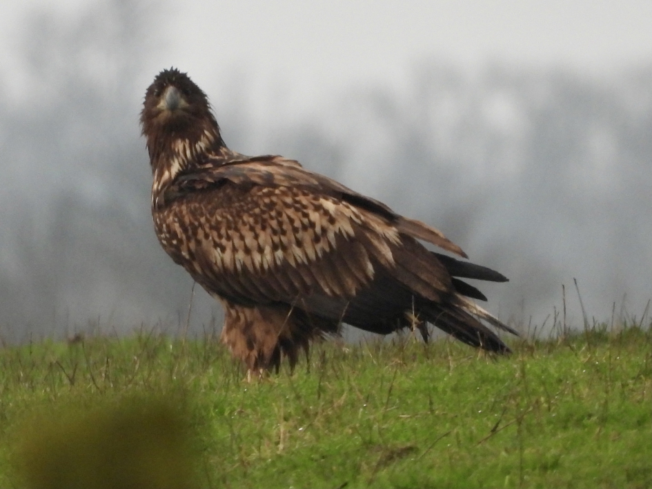 Zeearend - Vogels - Zeearend