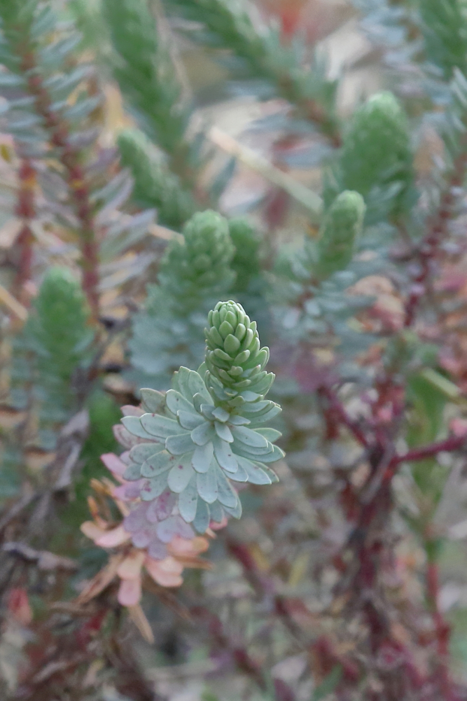 zeewolfsmelk - Planten - zeewolfsmelk