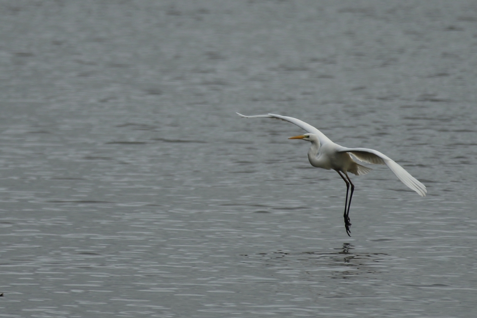 zilverpracht - Vogels - grote zilverreiger