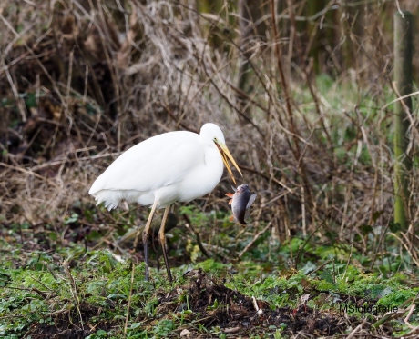 Zilverreiger  met lunch