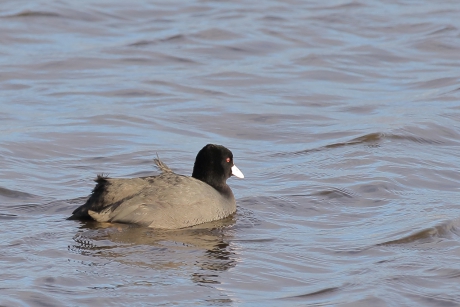 zo de wind waait, waait zijn jasje