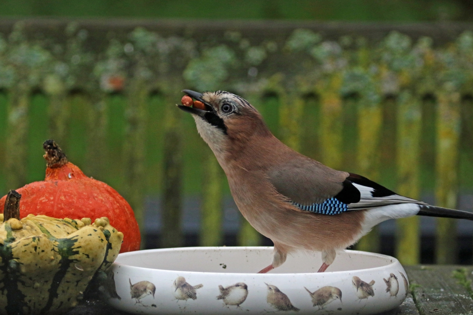 Zo, op is op.. - Vogels - Gaai