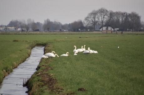 Zwanen in de polder
