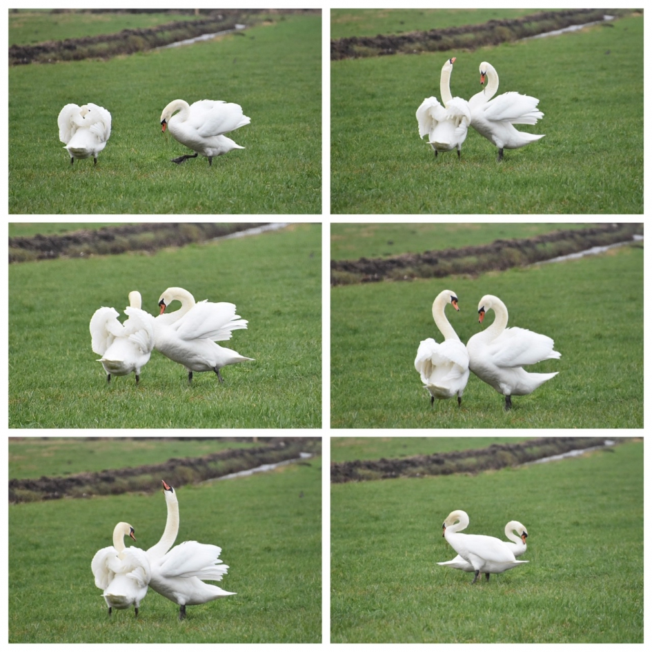 Zwanenliefde - Vogels - 