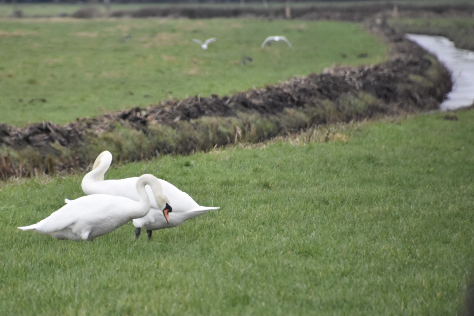 Zwanenpaar - Vogels - 