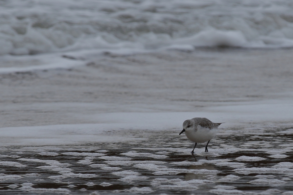 zwart-wit - Vogels - drieteenstrandloper