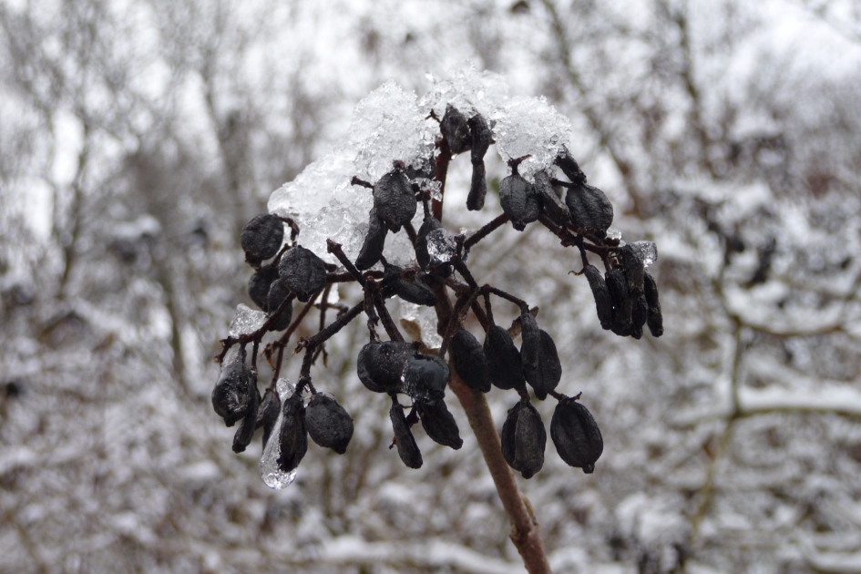 Zwart wit - Planten - 