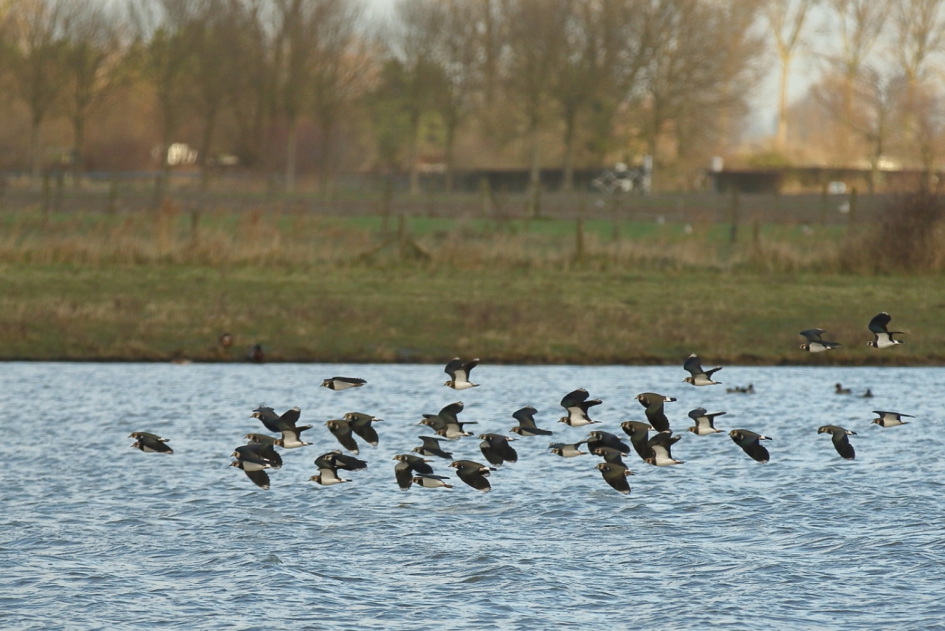 zwarte brigade - Vogels - kievit