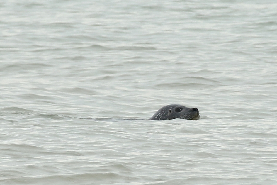 5 seconden - Zoogdieren - grijze zeehond
