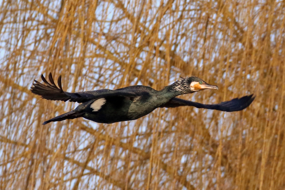 Aalscholver - Vogels - 
