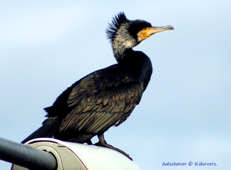 Aalscholver. - Vogels - Aalscholver.