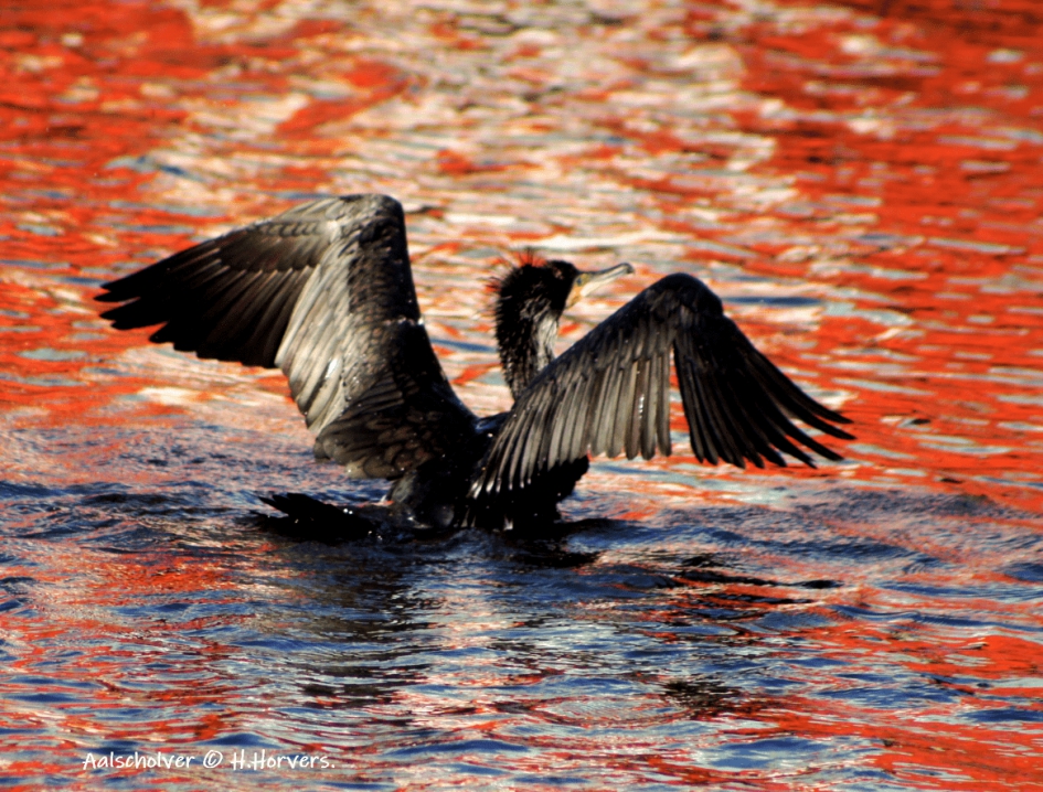 Aalscholver - Vogels - Aalscholver