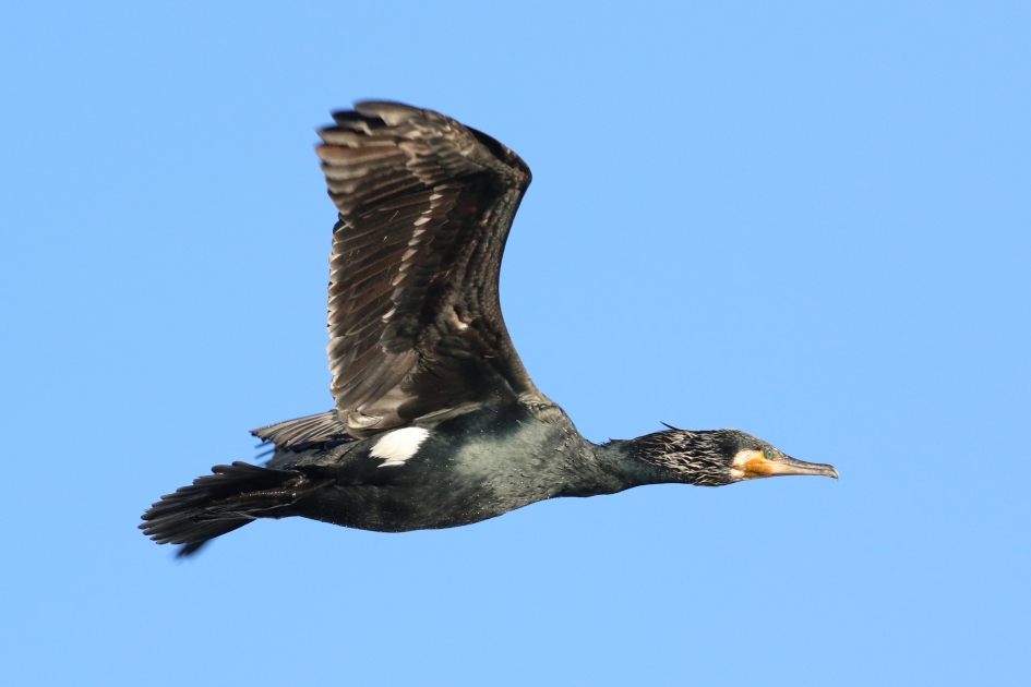 Aalscholver in de vlucht - Vogels - 