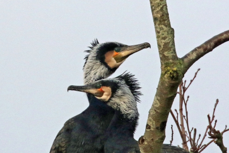 Aalscholverpaar in bruidskleed
