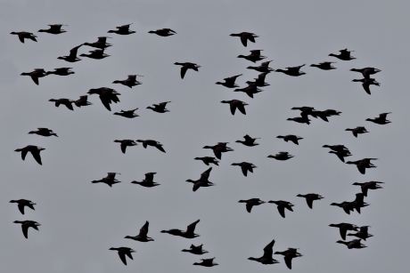 abstract - rotganzen in de lucht