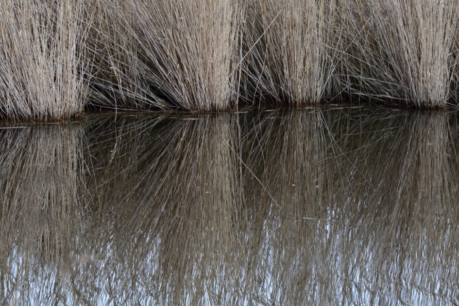 abstract: riet - Weer en landschap - riet