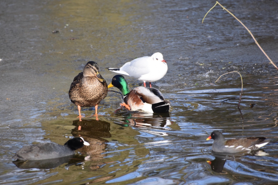 Alle smaken... - Vogels - 