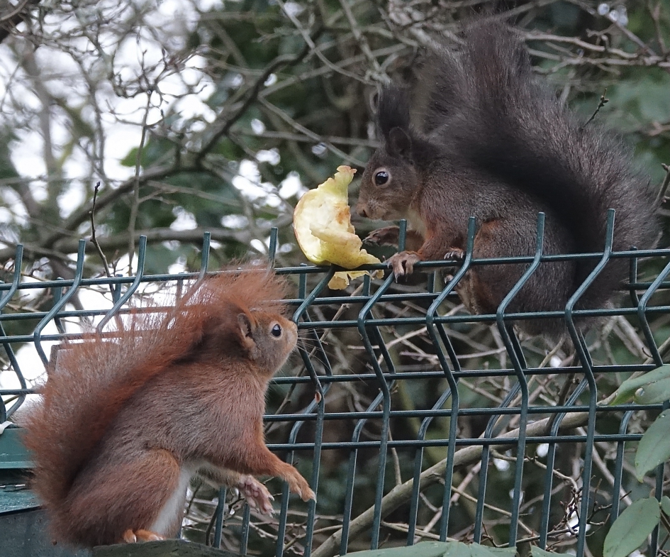Appelstrijd - Zoogdieren - Eekhoorn