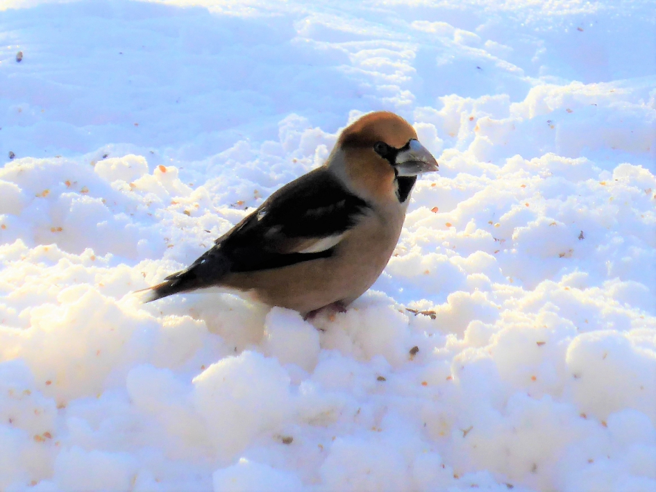 appelvink - Vogels - appelvink