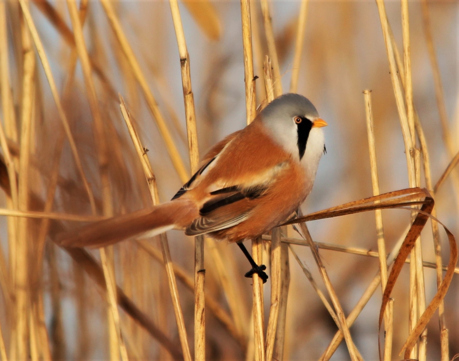 Baardman - Vogels - Baardman