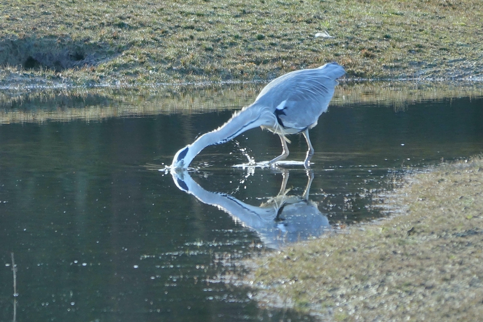 Beet? - Vogels - Blauwe Reiger