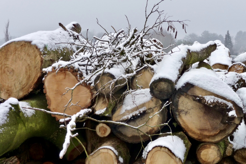 Besneeuwd - Planten - 