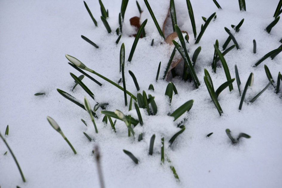 Bijna in bloei - Planten - 