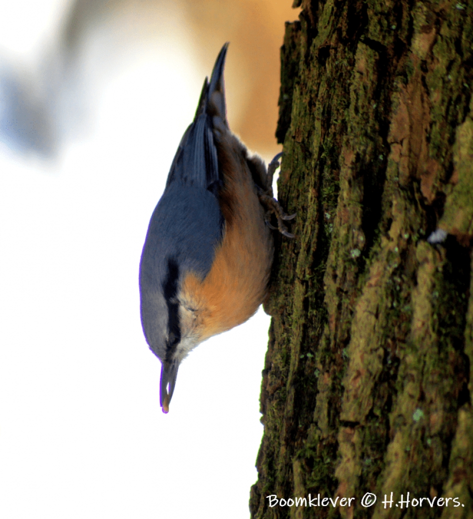Boomklever - Vogels - Boomklever