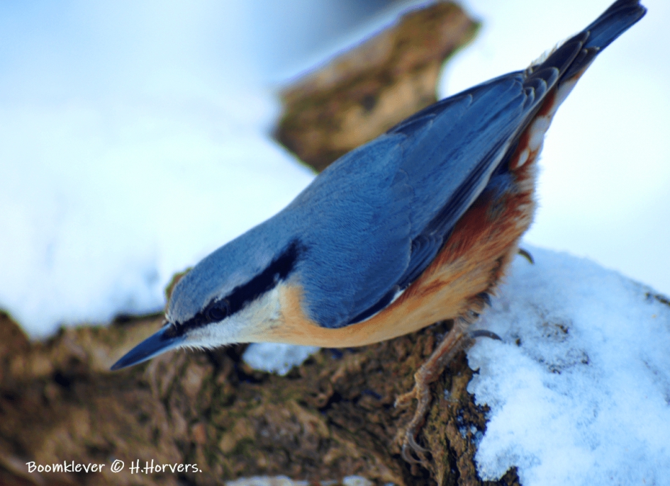 Boomklever - Vogels - Boomklever