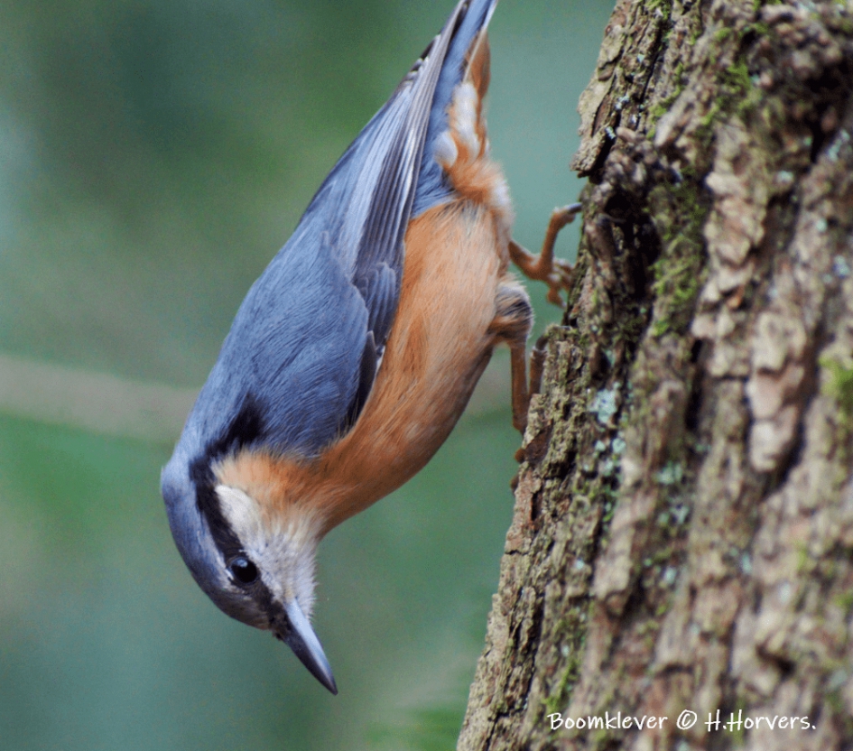 Boomklever. - Vogels - Boomklever.