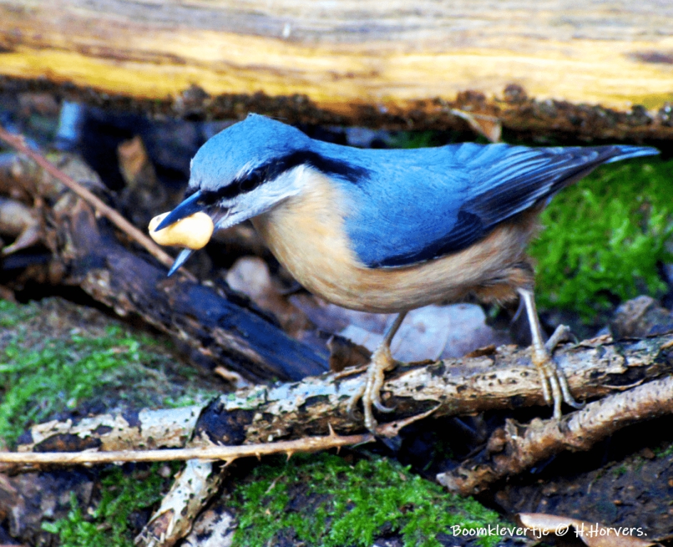 Boomklever. - Vogels - Boomklever.