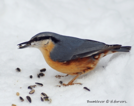 Boomklever aan de zonnepitten ...