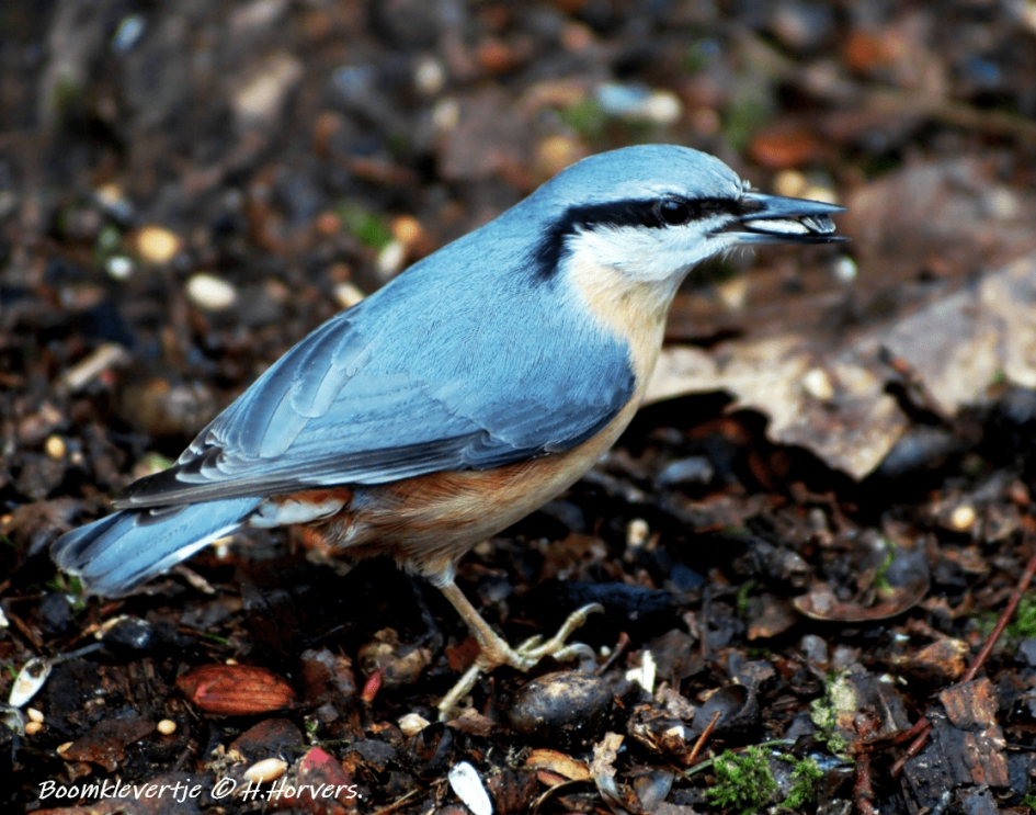 Boomklevertje - Vogels - Boomklevertje