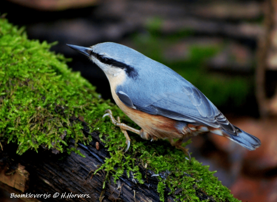 Boomklevertje - Vogels - Boomklevertje