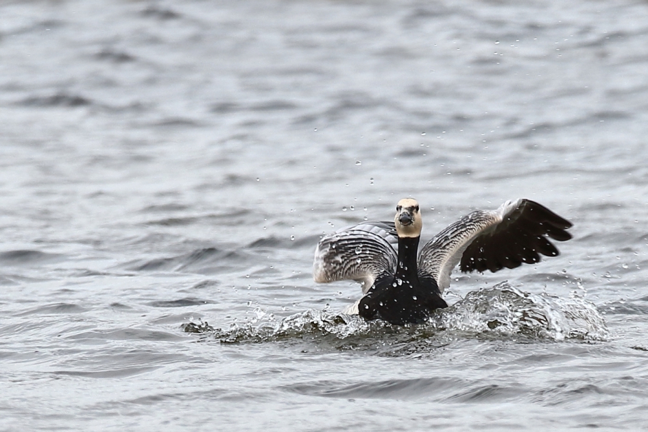 brandgans - Vogels - brandgans