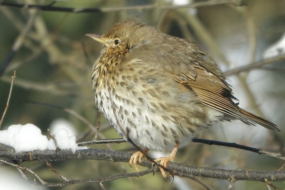 Brrr-Lijster - Vogels - Zanglijster