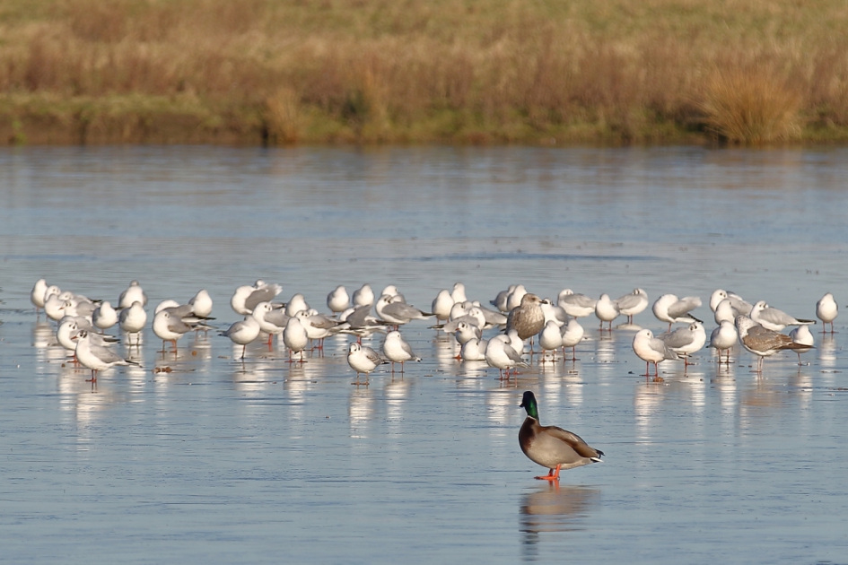 buiten-b-eendje - Vogels - wilde eend
