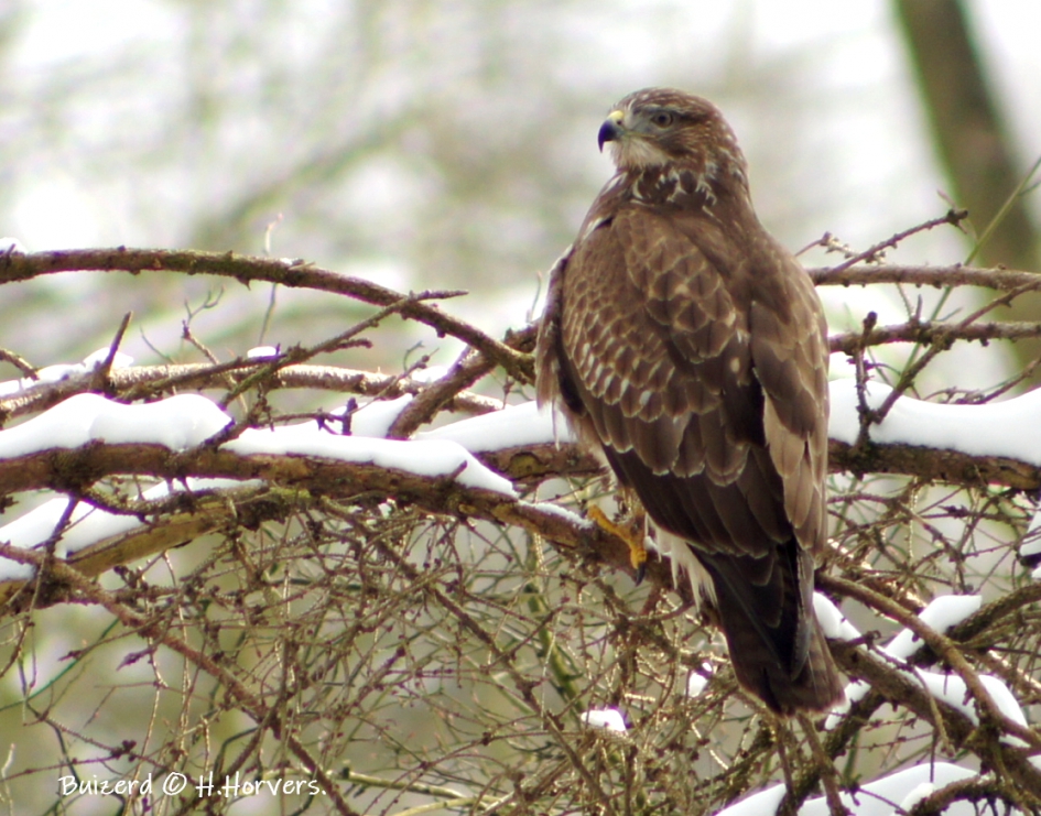 Buizerd - Vogels - Buizerd