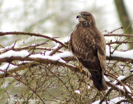 Buizerd