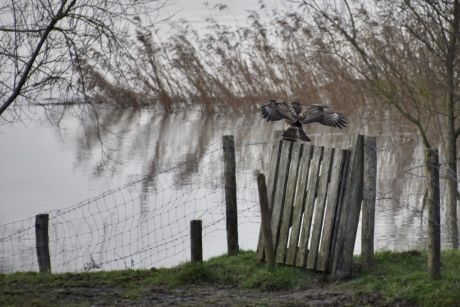 Buizerd?