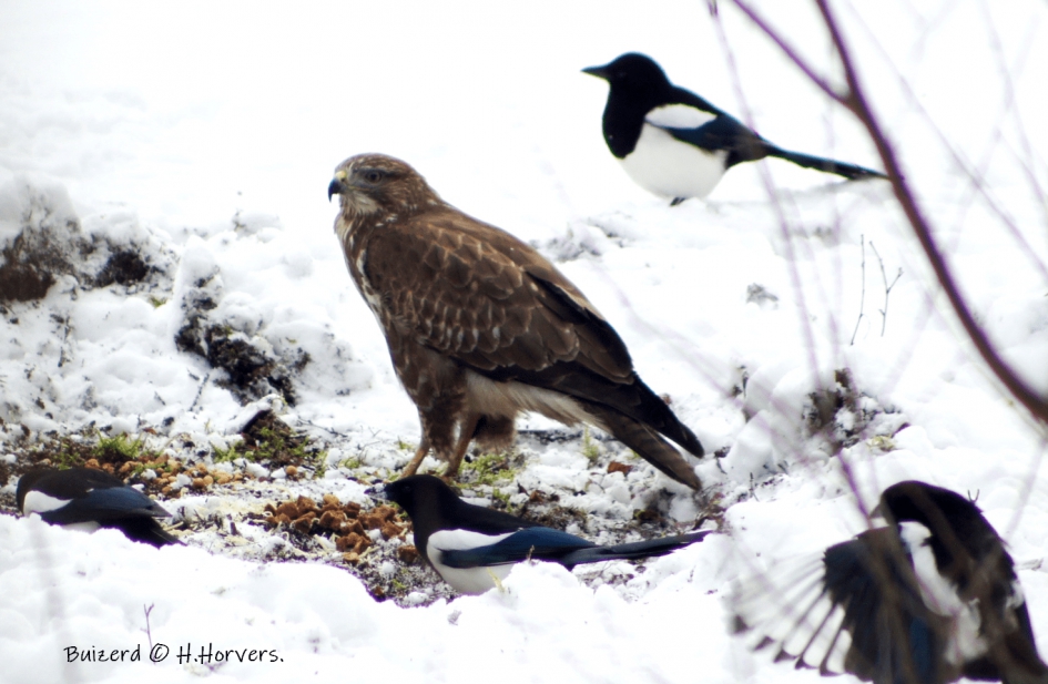 Buizerd die belaagd word door een groepje eksters - Vogels - Buizerd
