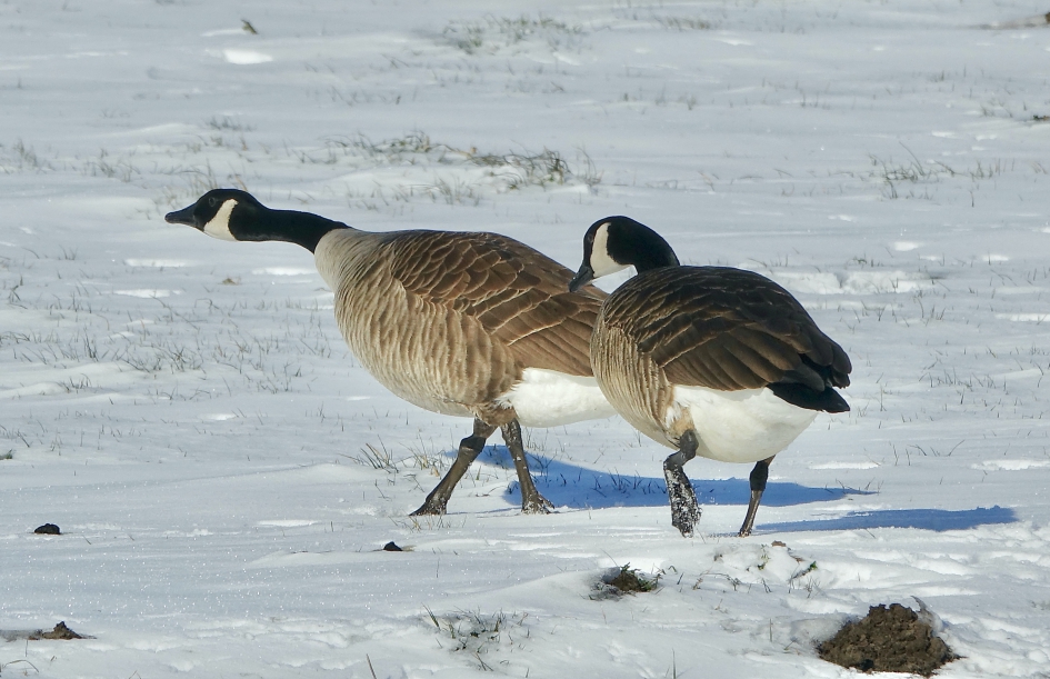 Canadese omstandigheden - Vogels - Canadese Gans