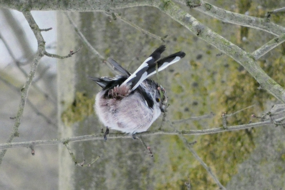 Check mijn staart - Vogels - Staartmees