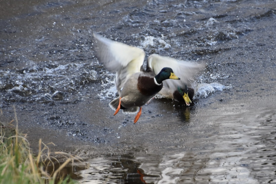 Dan maar de lucht in... - Vogels - 