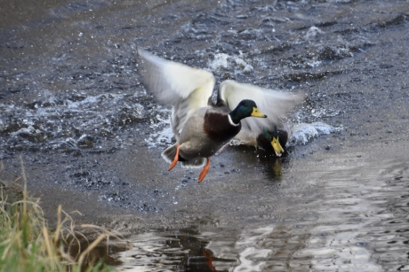 Dan maar de lucht in...