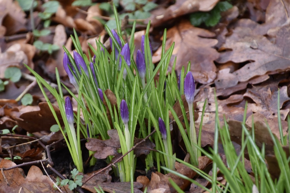 De eerste krokussen - Planten - 