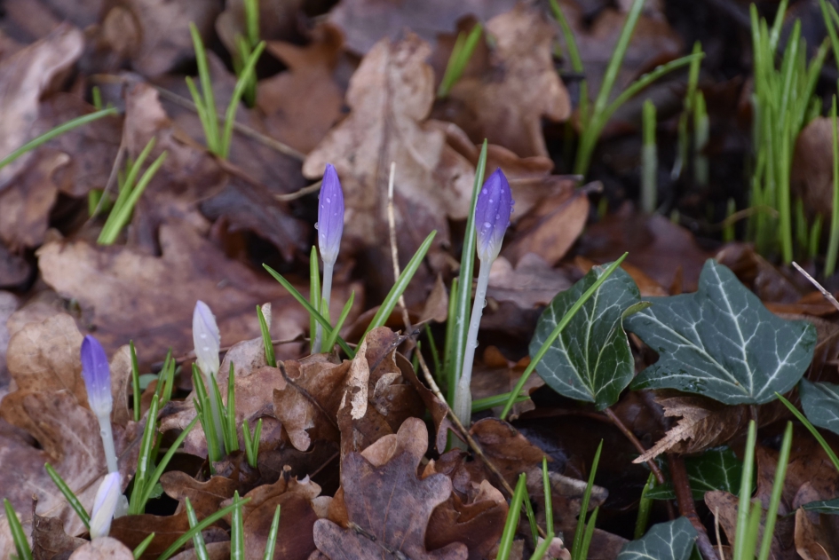 De eerste krokussen - Planten - 