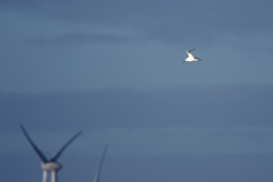 grote stern op de juiste hoogte - Vogels - grote stern