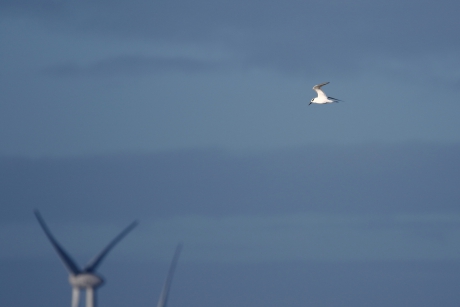 grote stern op de juiste hoogte