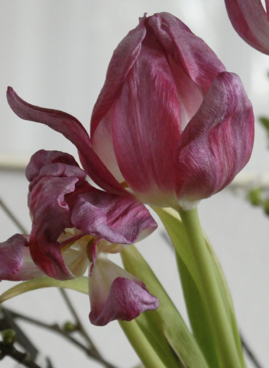 De laatste dag... - Planten - 